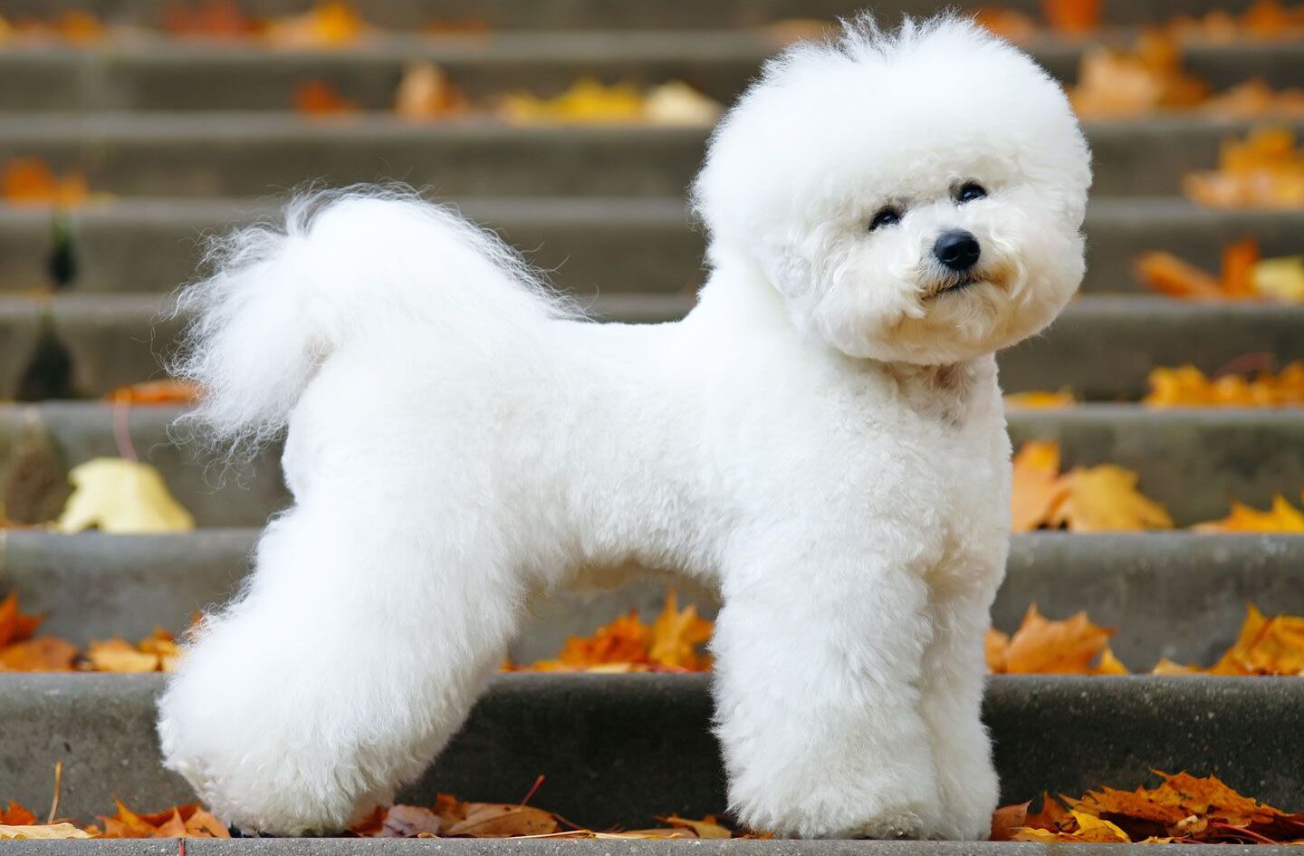 bichon frise