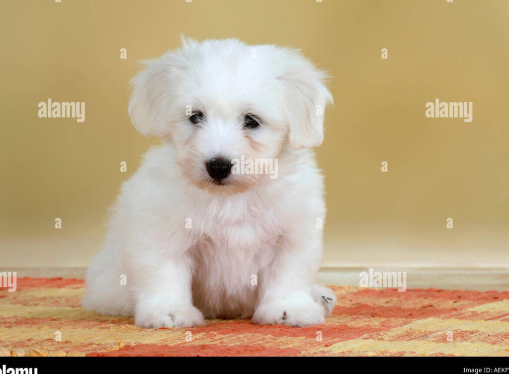 coton 8