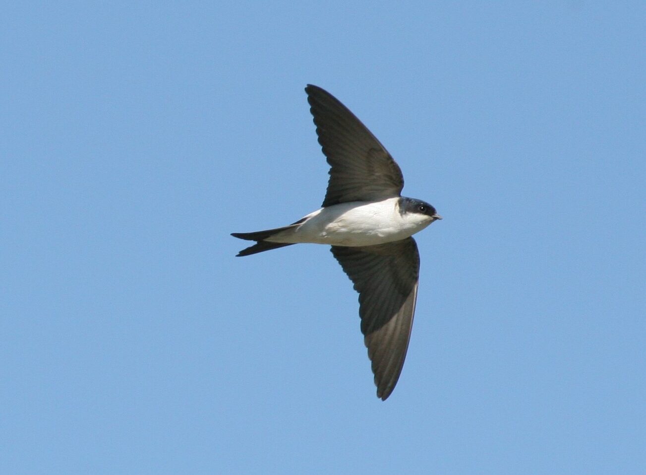 l'hirondelle fenetre