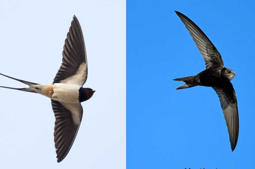 martinet l'hirondelle