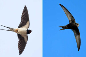 martinet l'hirondelle