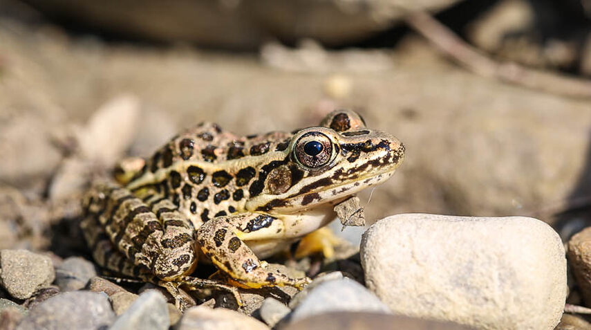 crapauds grenouilles