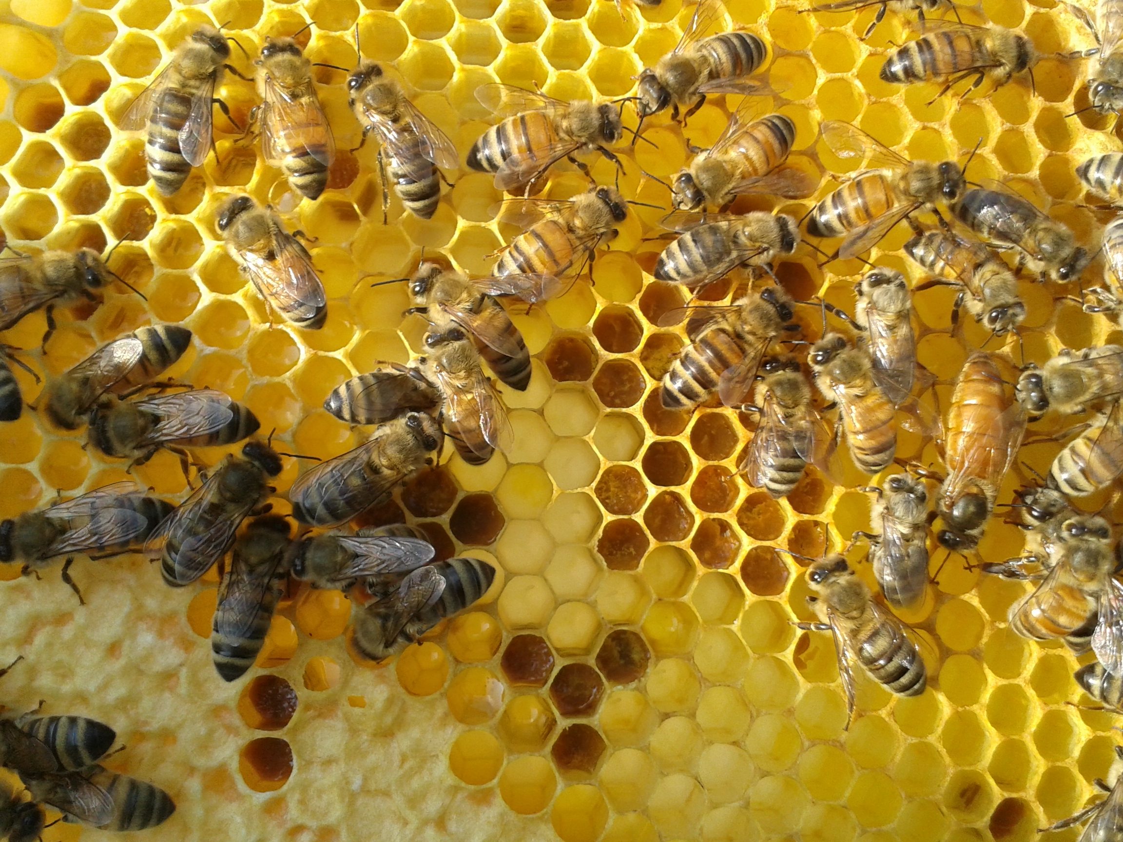 abeilles