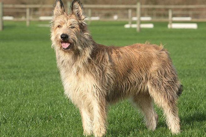 Difference Berger Australien Et Berger Americain