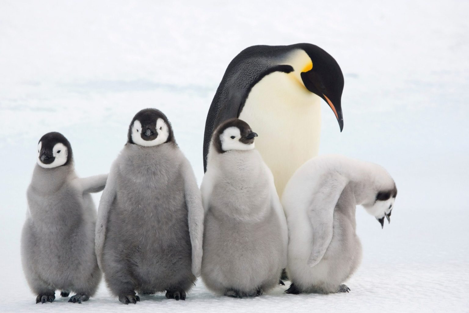 Différence entre Pingouin et Manchot Comprendre ces deux oiseaux — free download