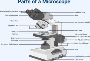 microscope
