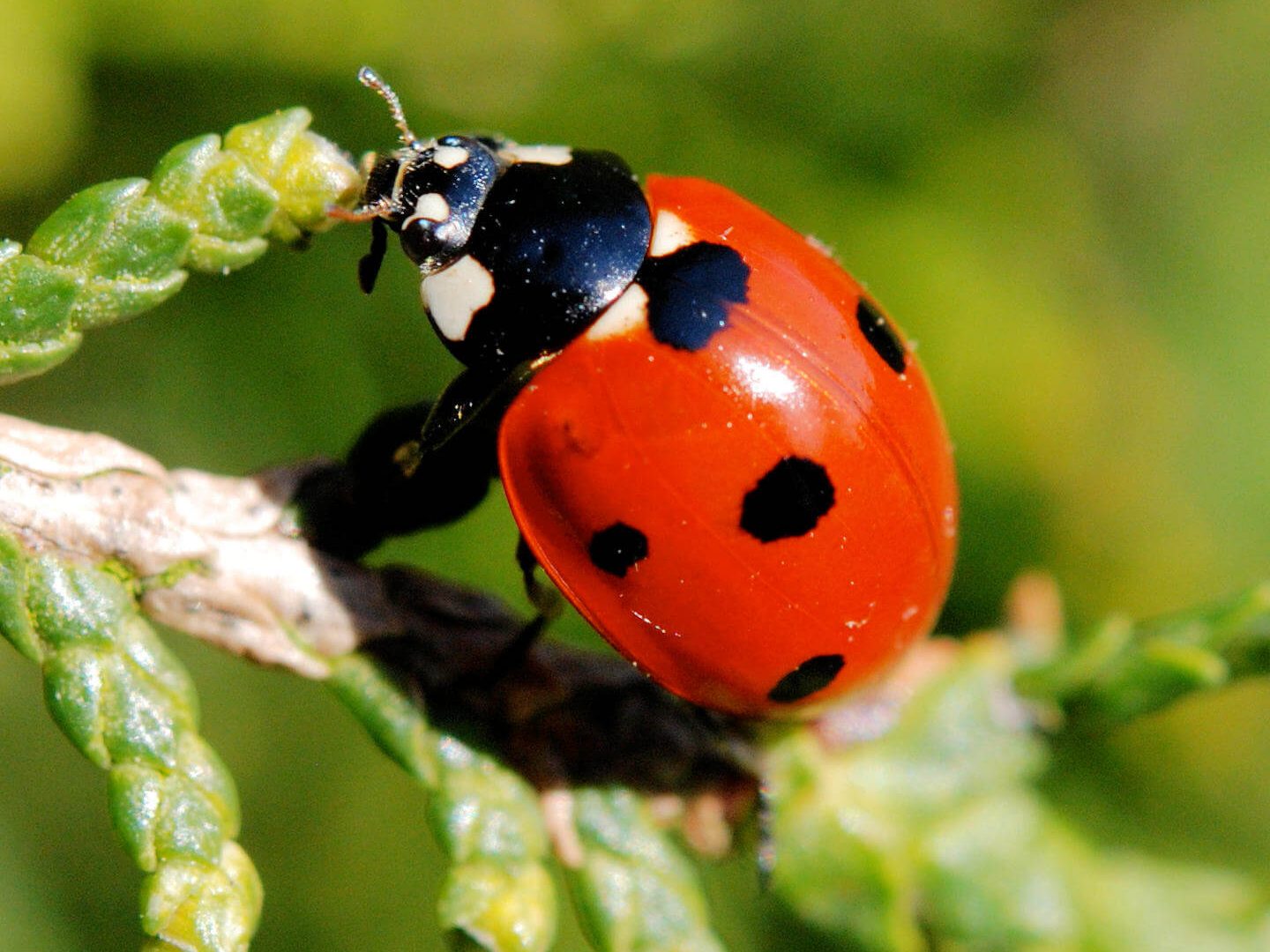 coccinelle