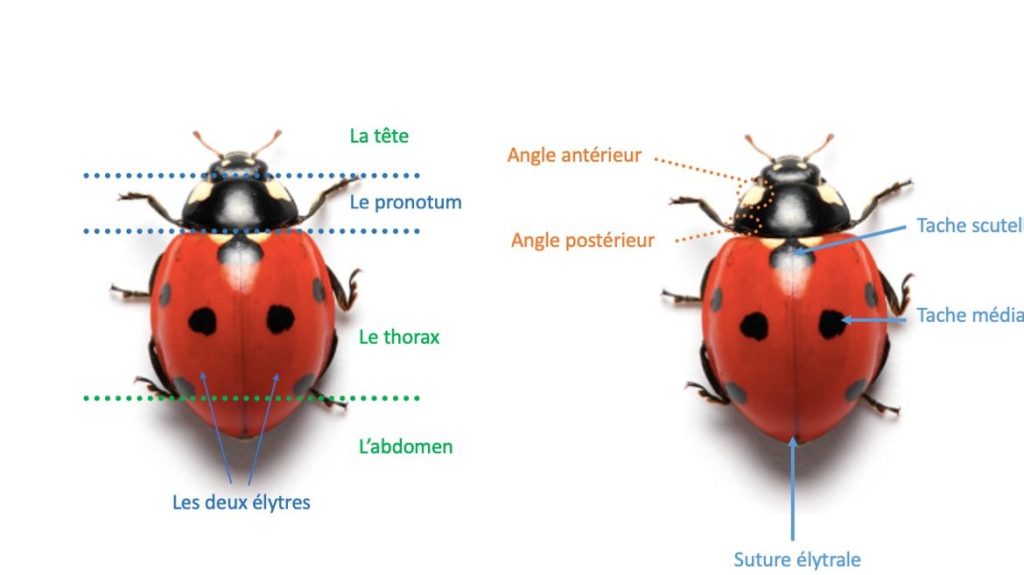 coccinelles