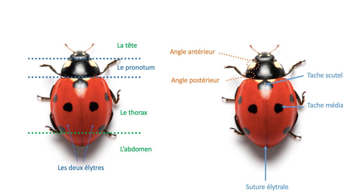 coccinelles