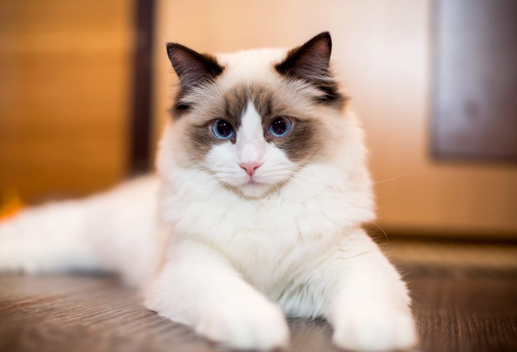 Ragdoll